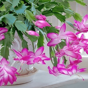 Pata De Jaiba Planta Cactus Suculenta Ornamental