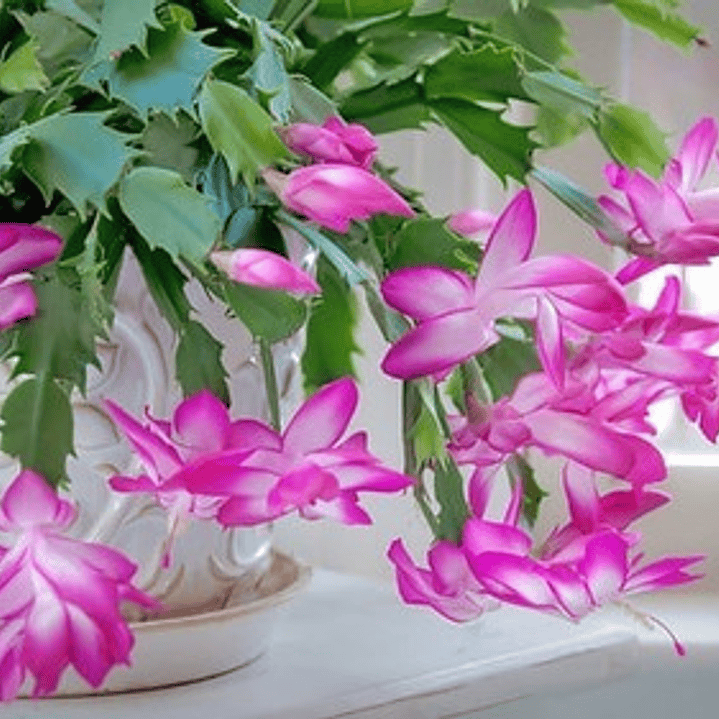 Pata De Jaiba Planta Cactus Suculenta Ornamental 1