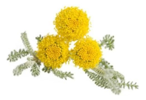 Santolina Arbusto Ornamental Aromático 1