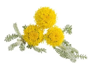 Santolina Arbusto Ornamental Aromático