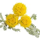 Santolina Arbusto Ornamental Aromático - Miniatura 1