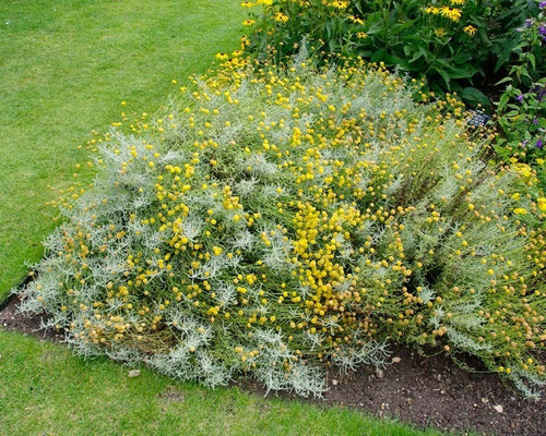 Santolina Arbusto Ornamental Aromático 2