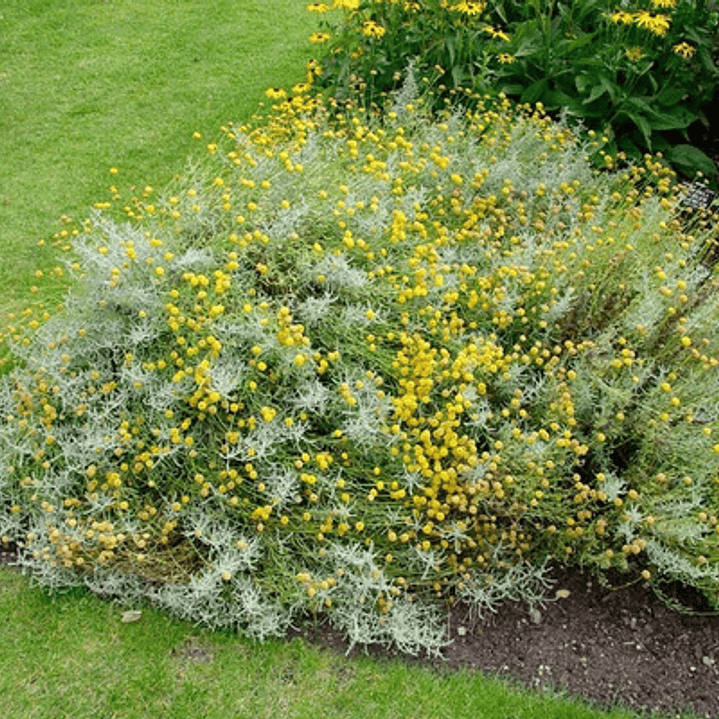 Santolina Arbusto Ornamental Aromático 2