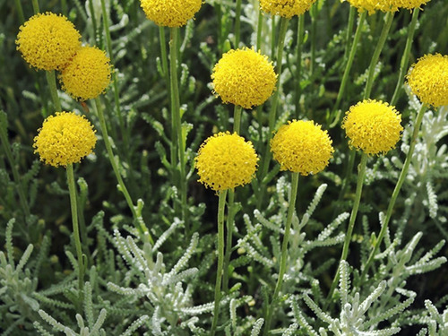 Santolina Arbusto Ornamental Aromático 3