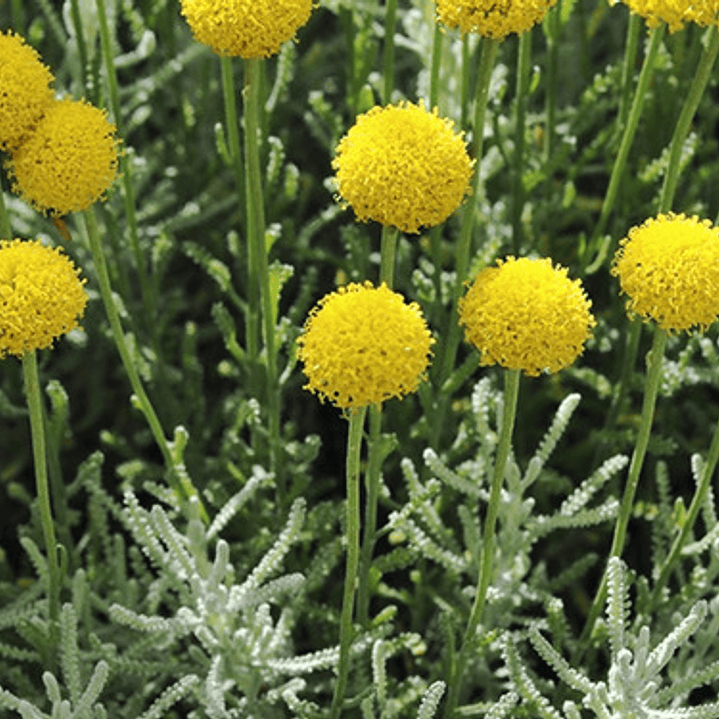 Santolina Arbusto Ornamental Aromático 3