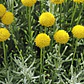 Santolina Arbusto Ornamental Aromático - Miniatura 3