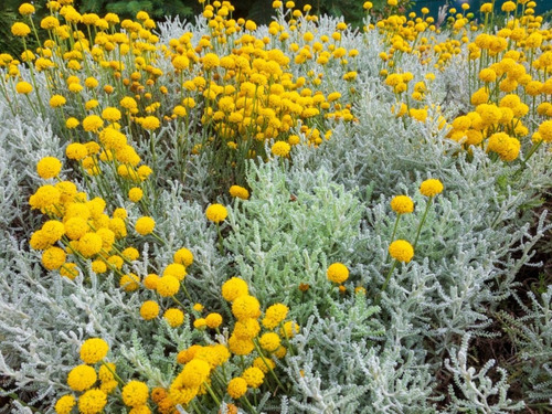 Santolina Arbusto Ornamental Aromático 4