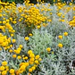 Santolina Arbusto Ornamental Aromático - Miniatura 4
