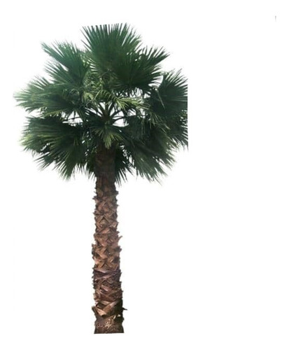 Palmera Phoenix / Fénix Planta Ornamental 1
