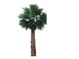 Palmera Phoenix / Fénix Planta Ornamental