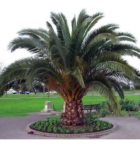 Palmera Phoenix / Fénix Planta Ornamental 2