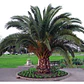 Palmera Phoenix / Fénix Planta Ornamental - Miniatura 2