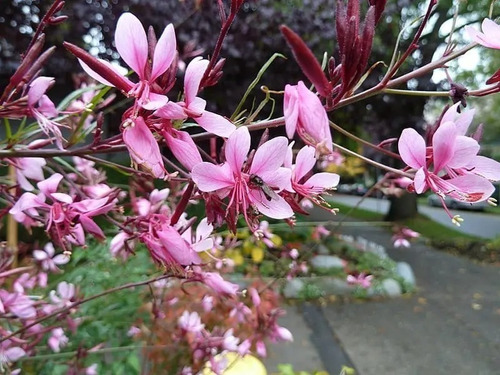 Gaura Rosada Flor Planta Ornamental Macetero 1