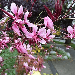 Gaura Rosada Flor Planta Ornamental Macetero