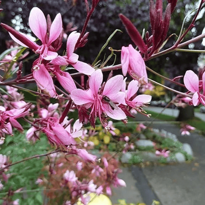 Gaura Rosada Flor Planta Ornamental Macetero 1