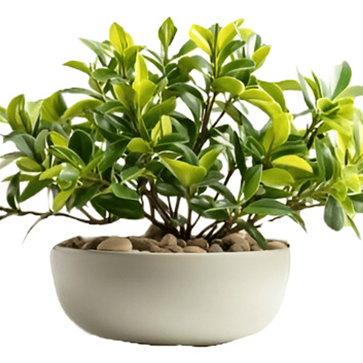 Ajuga Verde Cubresuelo Reptans Consuelda 1