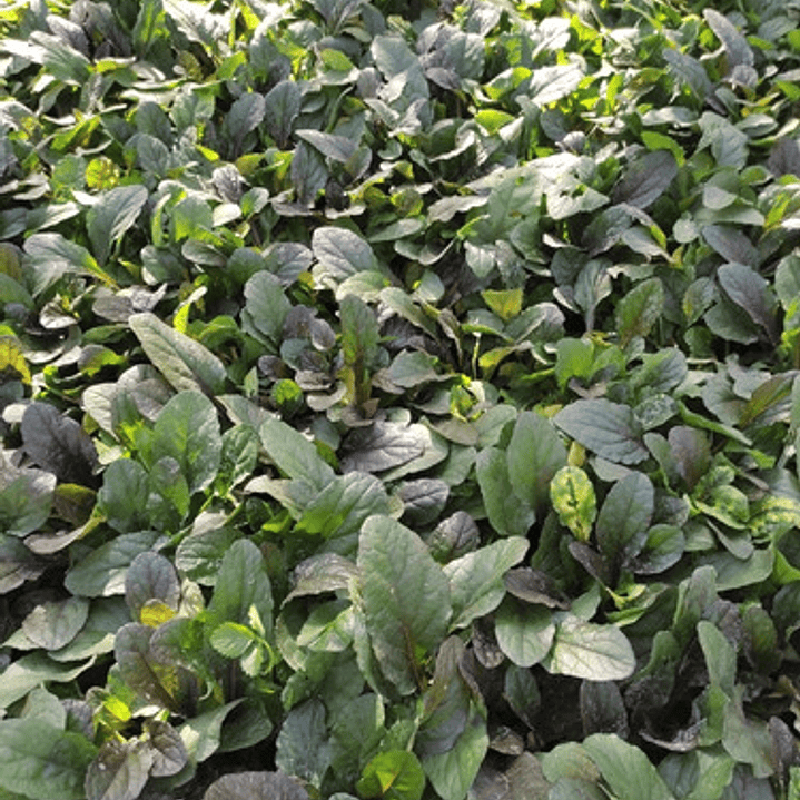 Ajuga Verde Cubresuelo Reptans Consuelda 3