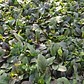 Ajuga Verde Cubresuelo Reptans Consuelda - Miniatura 3