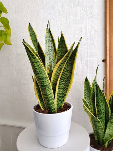 Sansevieria Laurentii - Lengua De La Suegra Planta Interior 1