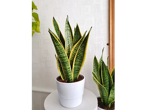 Sansevieria Laurentii - Lengua De La Suegra Planta Interior