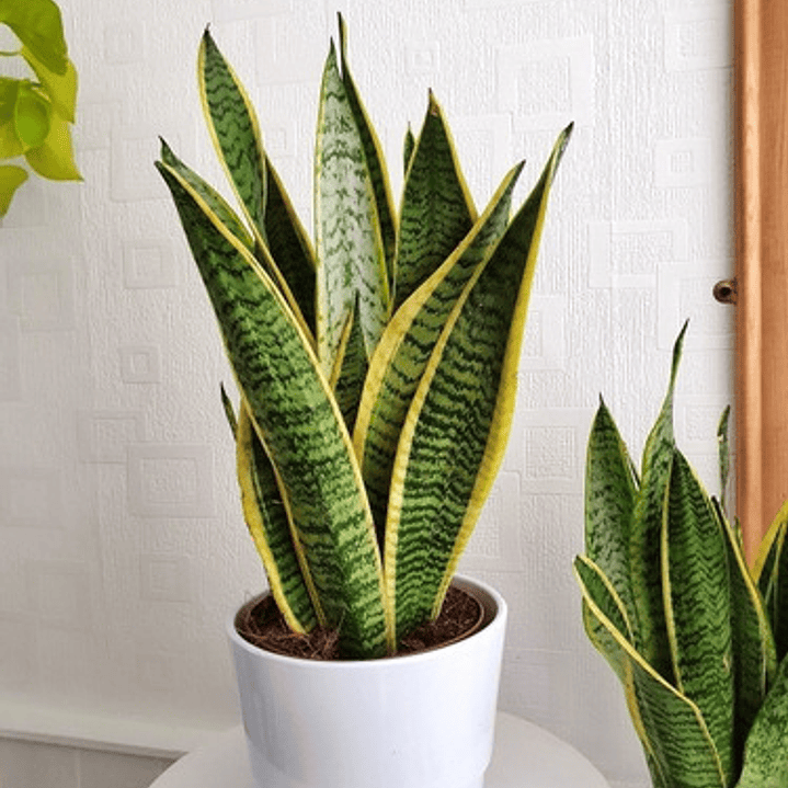 Sansevieria Laurentii - Lengua De La Suegra Planta Interior 1
