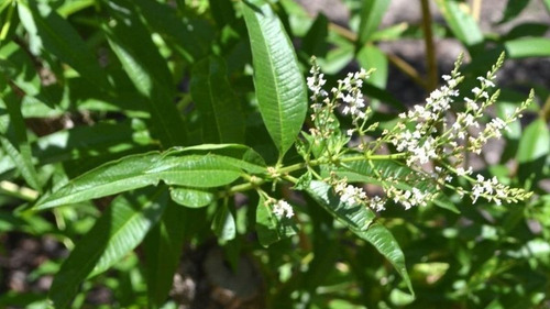 Cedrón Pequeño Planta Arbusto Medicinal Ornamental 1