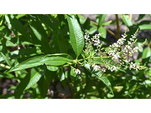 Cedrón Pequeño Planta Arbusto Medicinal Ornamental