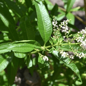 Cedrón Pequeño Planta Arbusto Medicinal Ornamental