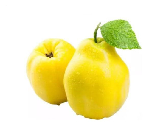 Membrillo Champion Árbol Frutal Injertado 1