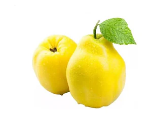 Membrillo Champion Árbol Frutal Injertado