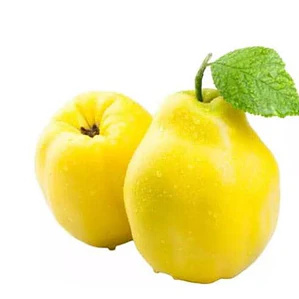 Membrillo Champion Árbol Frutal Injertado