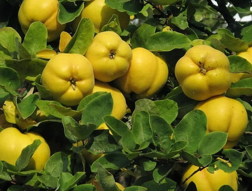Membrillo Champion Árbol Frutal Injertado 2