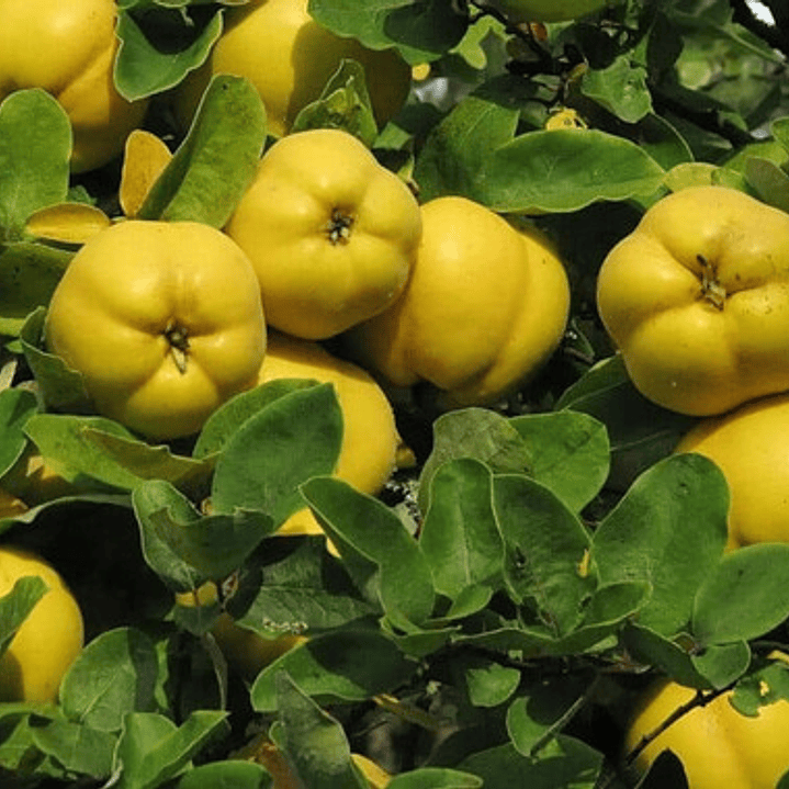 Membrillo Champion Árbol Frutal Injertado 2