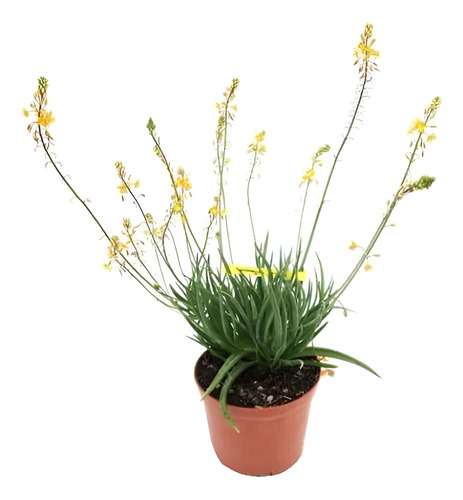 Bulbine Frutescens Naranjo Planta Ornamental 1