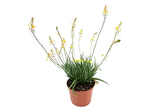 Bulbine Frutescens Naranjo Planta Ornamental