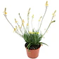Bulbine Frutescens Naranjo Planta Ornamental - Miniatura 1