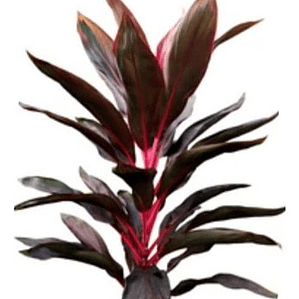 Dracena Roja / Cordyline Red / Árbol Ornamental