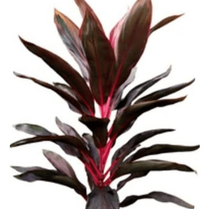 Dracena Roja / Cordyline Red / Árbol Ornamental 1