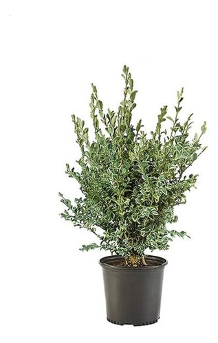 Boj Variegado Planta Ornamental 1