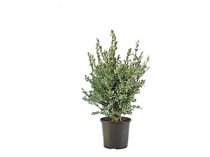 Boj Variegado Planta Ornamental