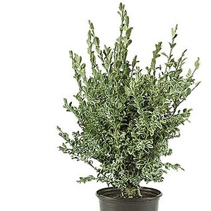 Boj Variegado Planta Ornamental