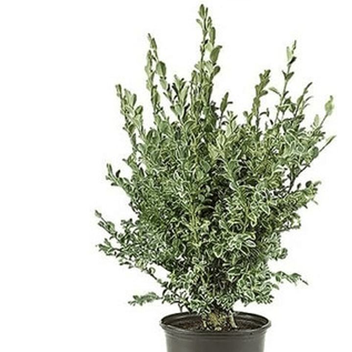 Boj Variegado Planta Ornamental 1