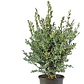 Boj Variegado Planta Ornamental - Miniatura 1