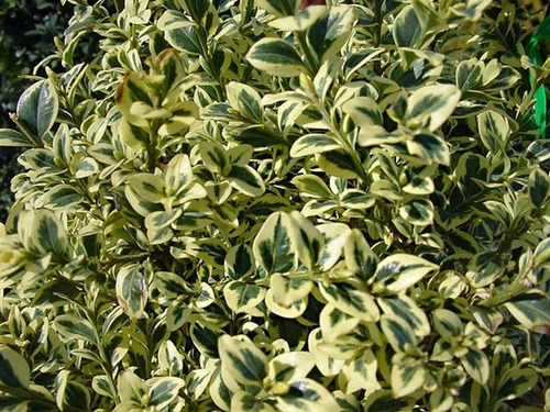Boj Variegado Planta Ornamental 2