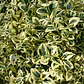 Boj Variegado Planta Ornamental - Miniatura 2