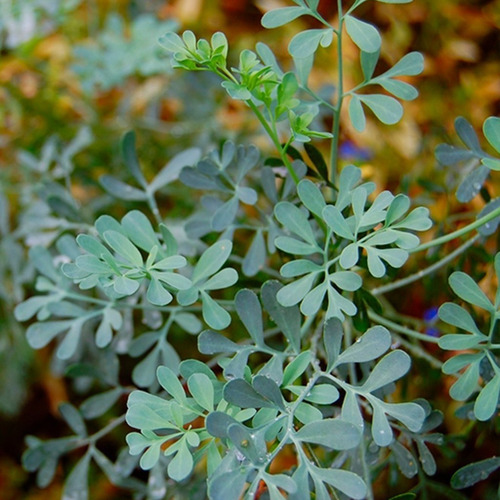 Ruda Planta Arbusto En Macetero Medicinal Ornamental 1