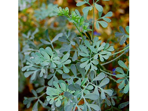 Ruda Planta Arbusto En Macetero Medicinal Ornamental