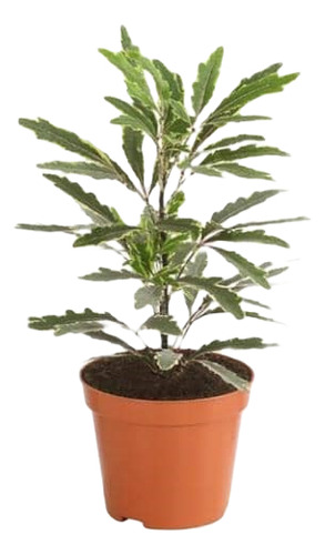 Aralia Elegantissima Variegada Planta Interior Ornamental 1