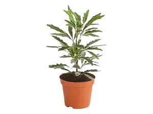 Aralia Elegantissima Variegada Planta Interior Ornamental