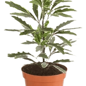 Aralia Elegantissima Variegada Planta Interior Ornamental